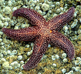 Detail Pictures Of A Sea Starfish Nomer 2