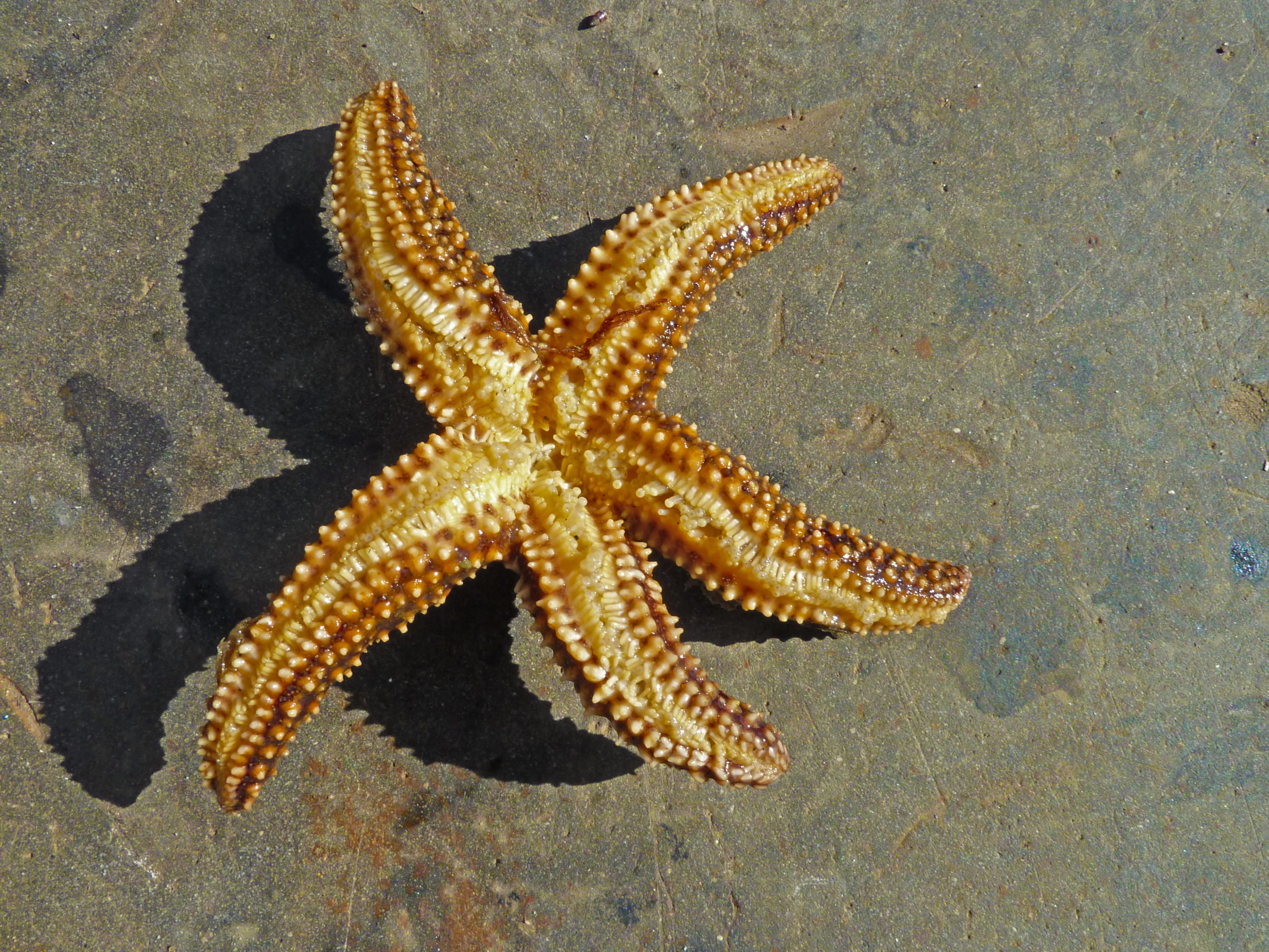 Detail Pictures Of A Sea Starfish Nomer 19