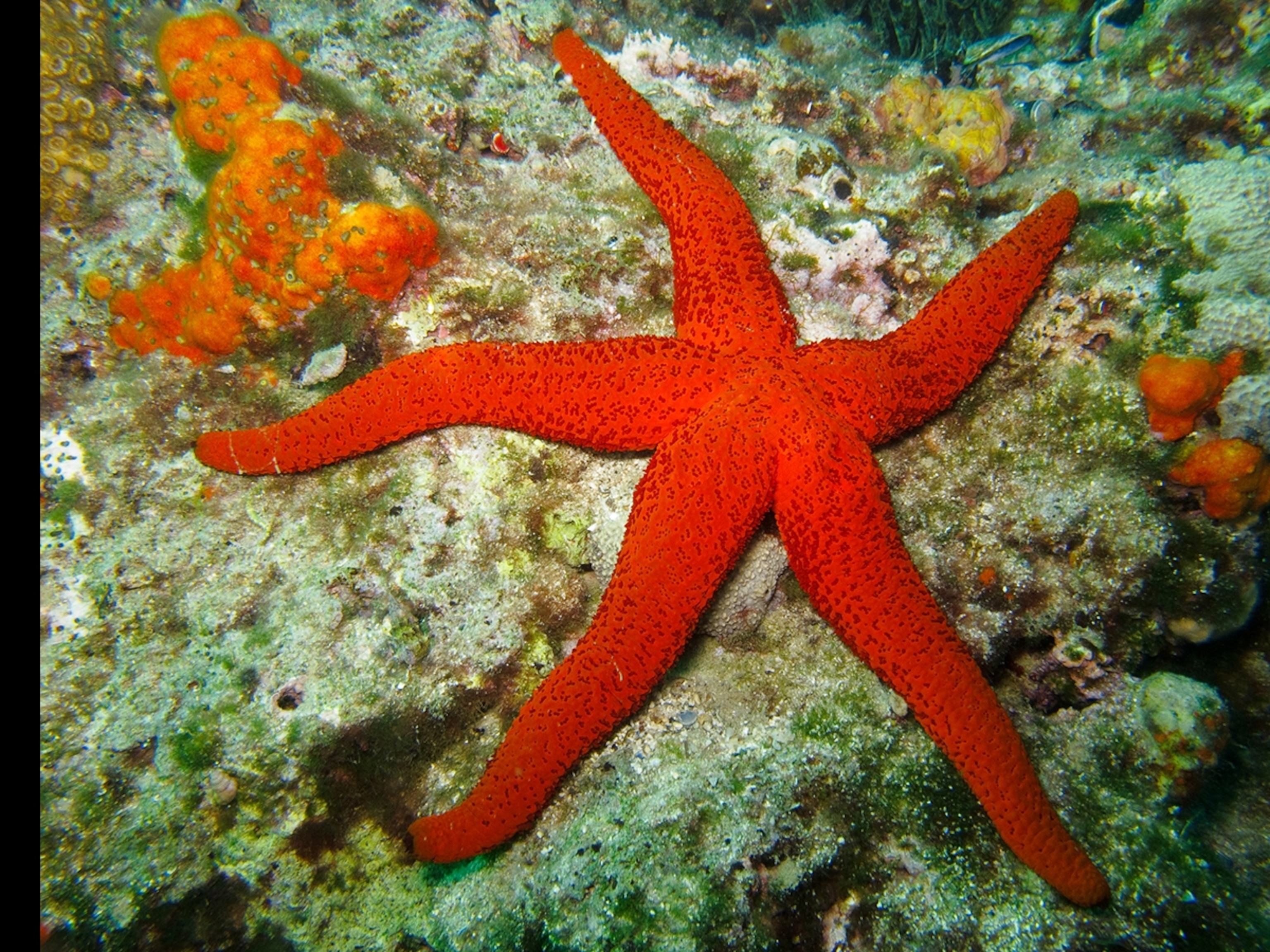 Detail Pictures Of A Sea Starfish Nomer 3