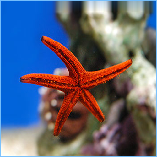 Detail Pictures Of A Sea Starfish Nomer 25