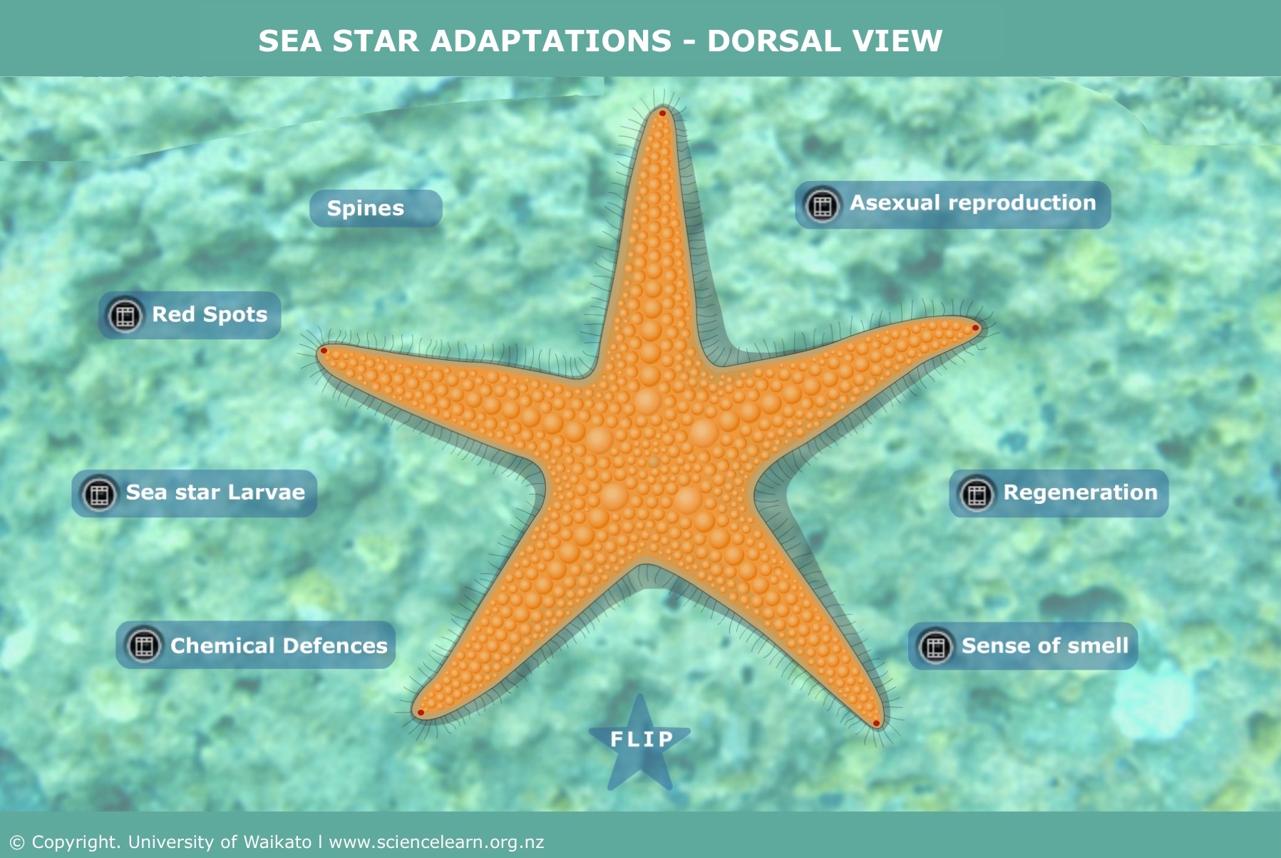 Detail Pictures Of A Sea Starfish Nomer 29
