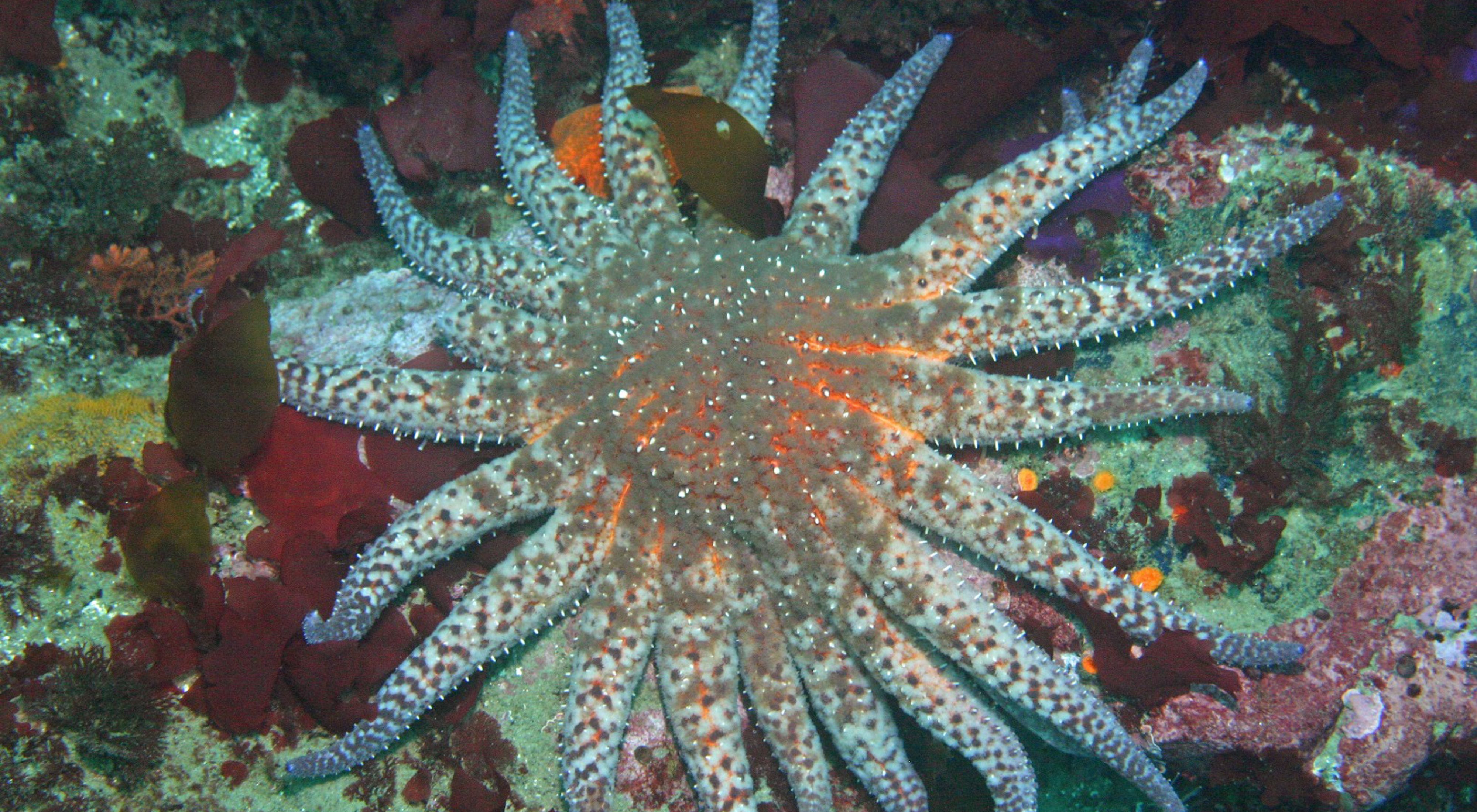 Detail Pictures Of A Sea Starfish Nomer 33