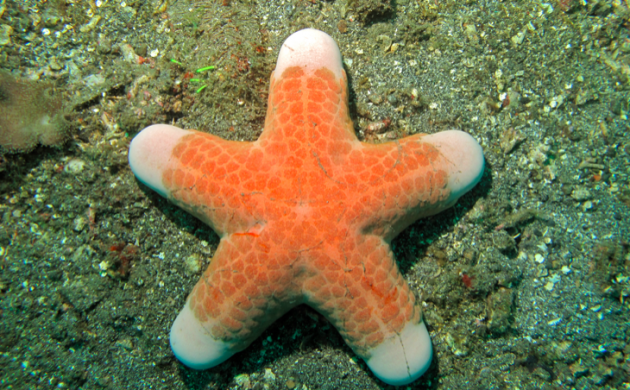 Detail Pictures Of A Sea Starfish Nomer 38