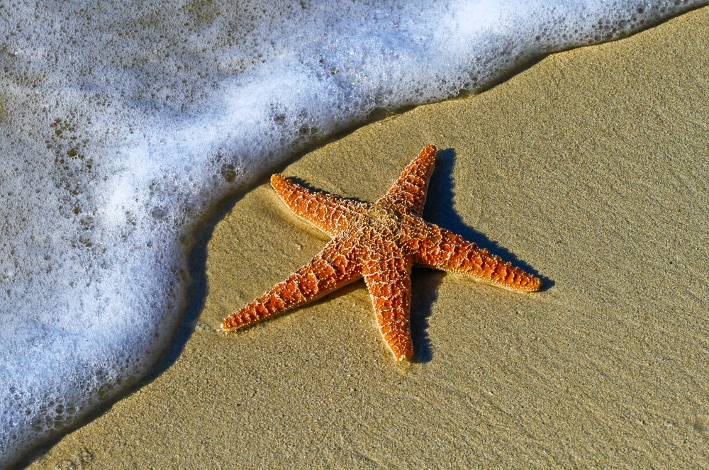 Detail Pictures Of A Sea Starfish Nomer 6