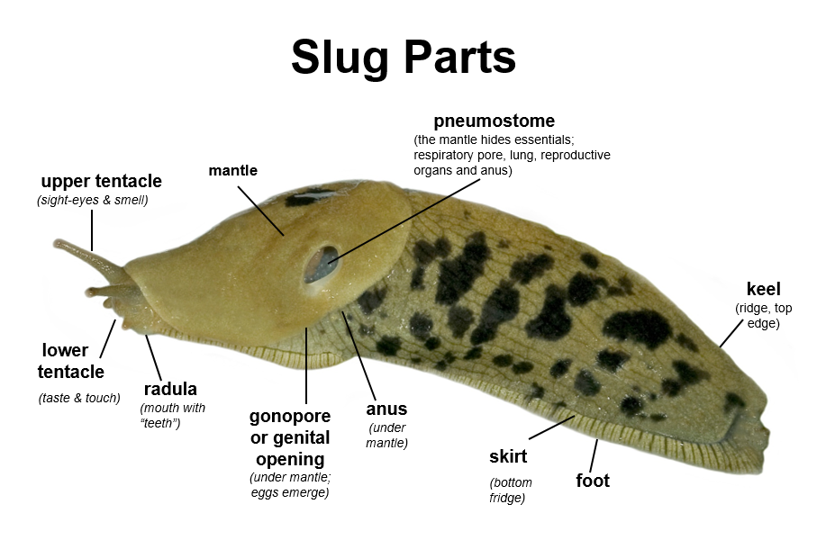 Detail Pictures Of A Slug Nomer 15