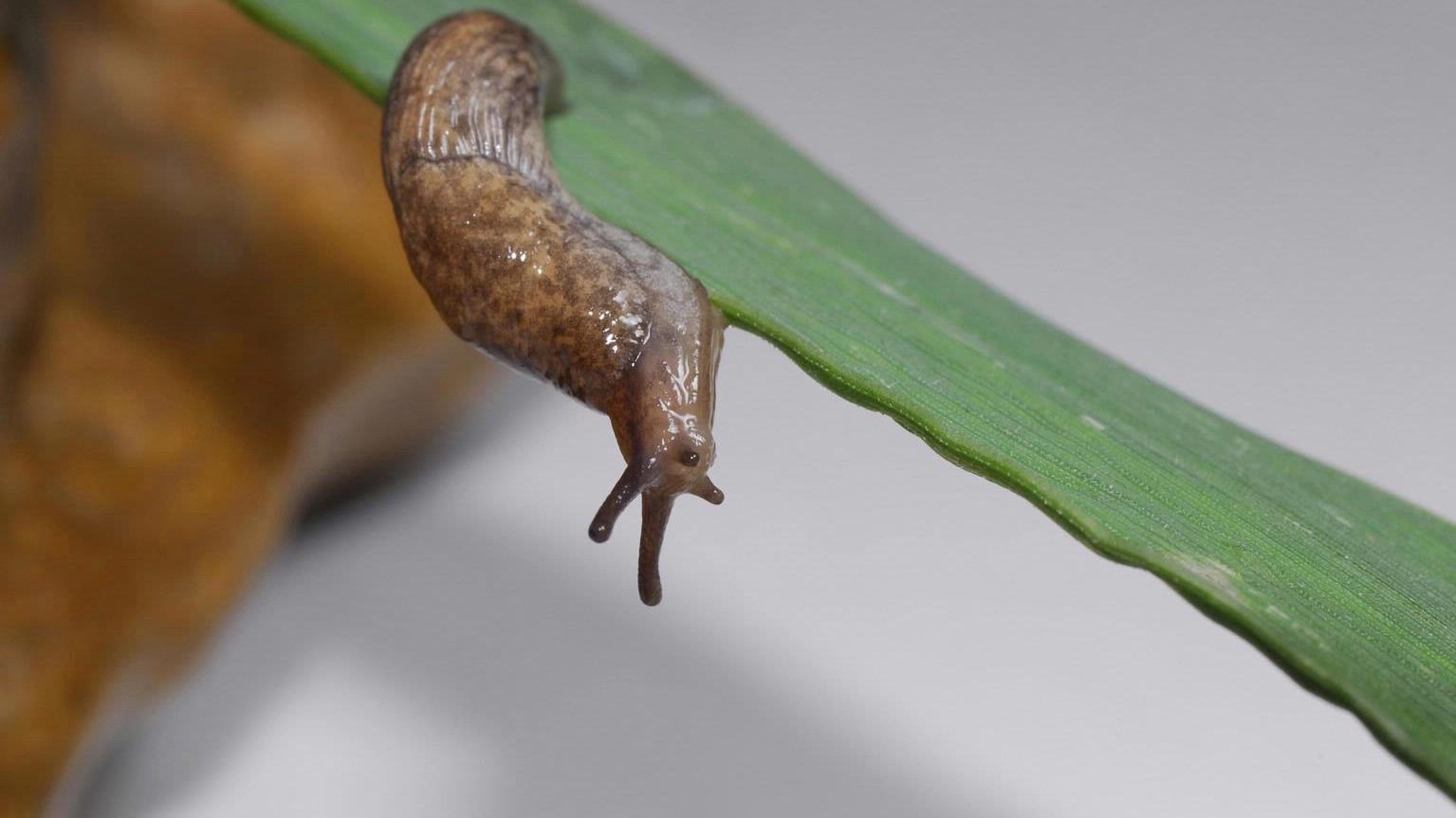 Detail Pictures Of A Slug Nomer 17