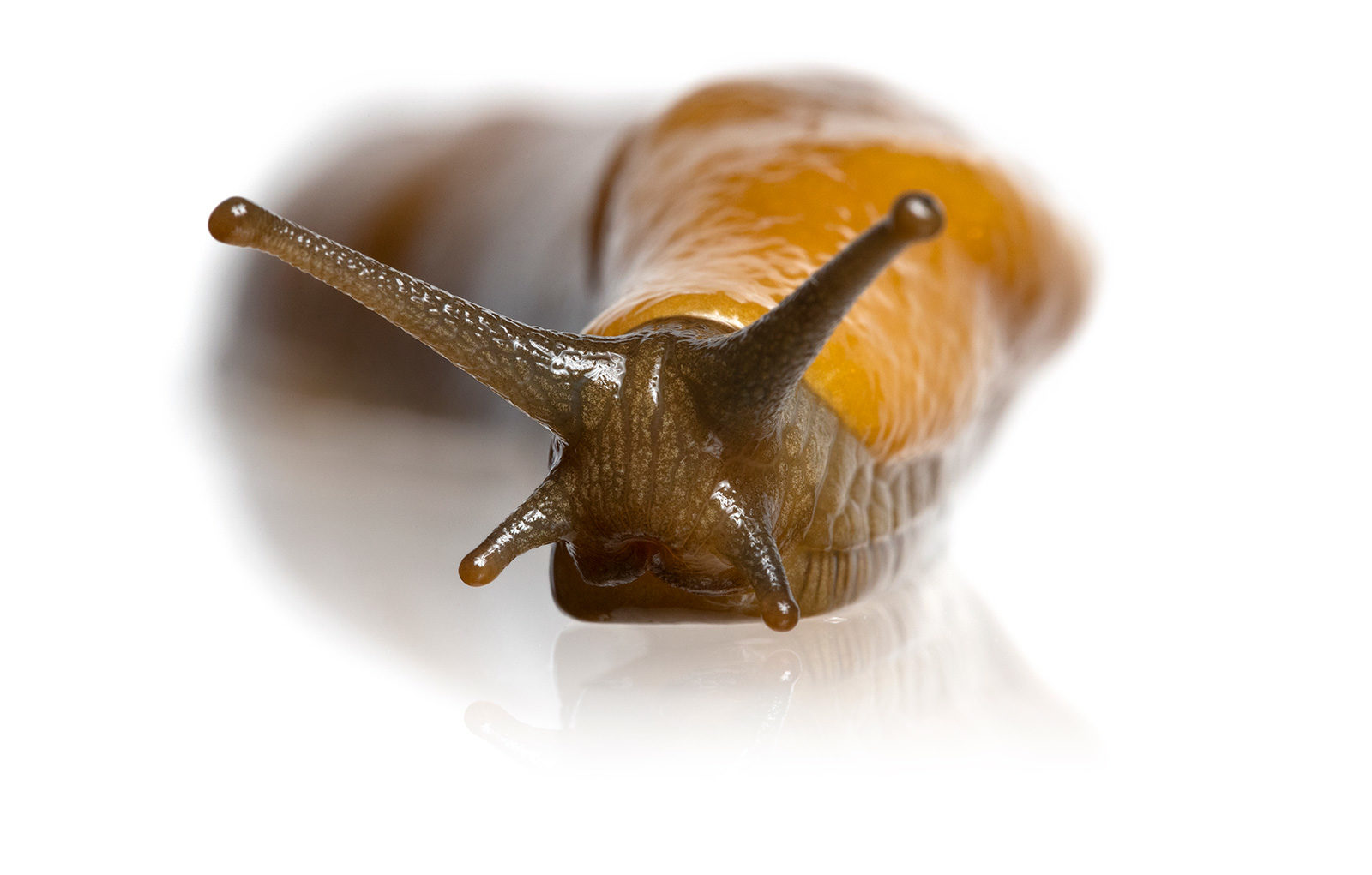 Detail Pictures Of A Slug Nomer 22
