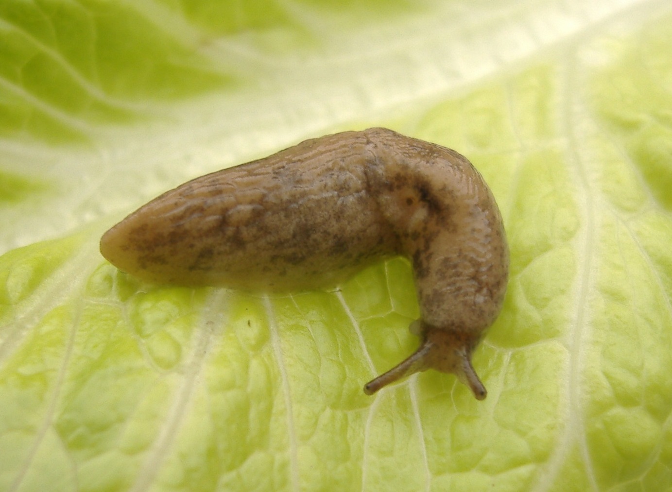 Detail Pictures Of A Slug Nomer 45