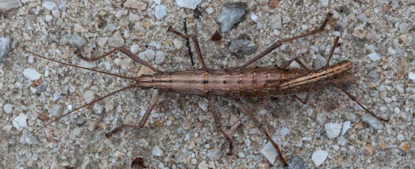 Detail Pictures Of A Walking Stick Nomer 36