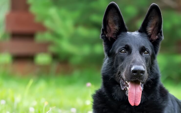 Detail Pictures Of All Black German Shepherds Nomer 19