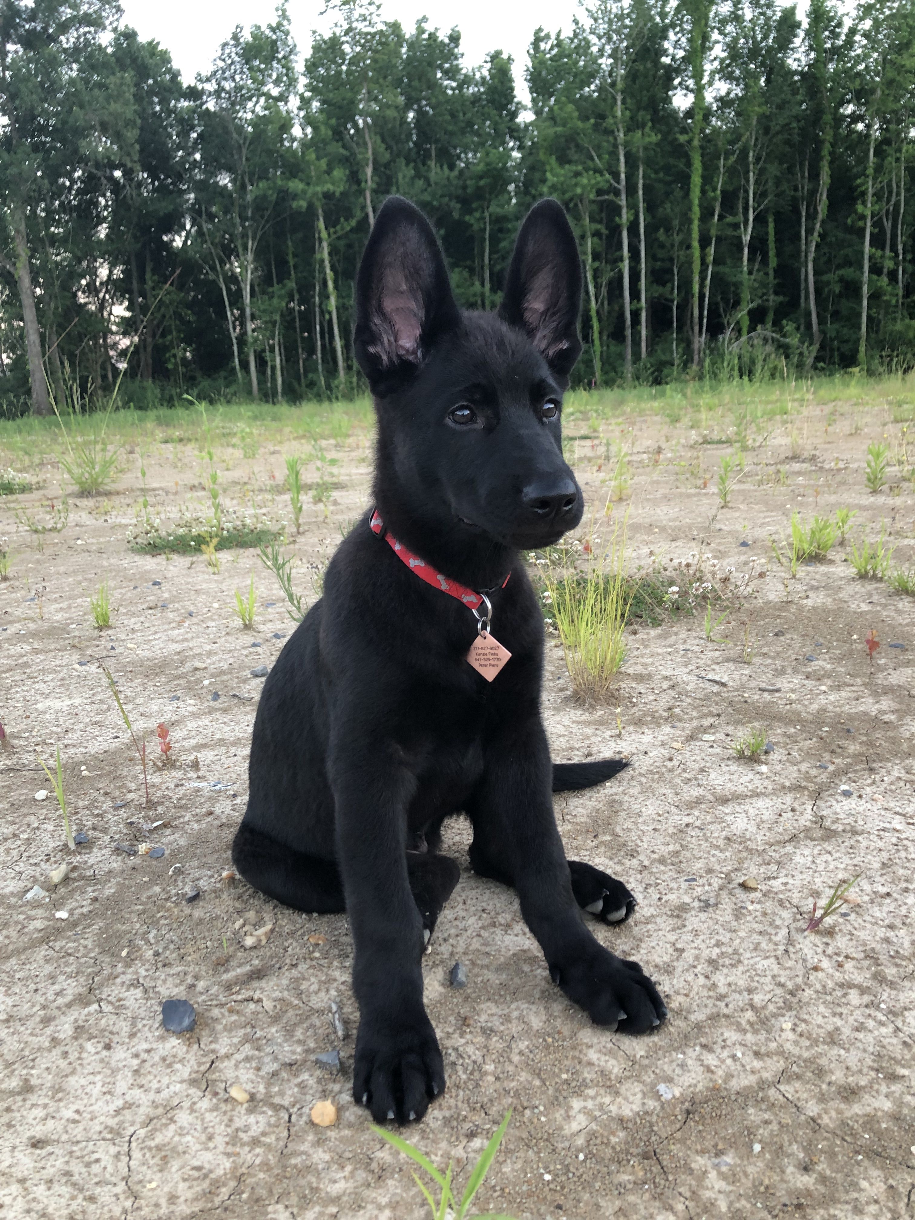 Detail Pictures Of All Black German Shepherds Nomer 22