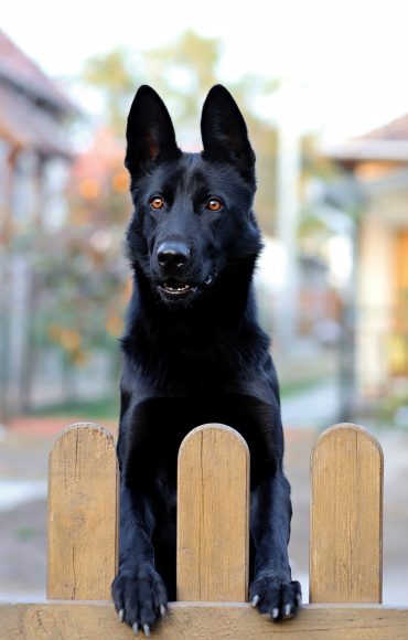 Detail Pictures Of All Black German Shepherds Nomer 28