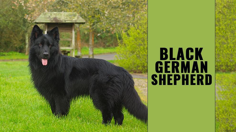 Detail Pictures Of All Black German Shepherds Nomer 31