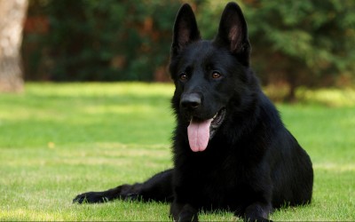 Detail Pictures Of All Black German Shepherds Nomer 5