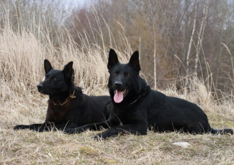 Detail Pictures Of All Black German Shepherds Nomer 36