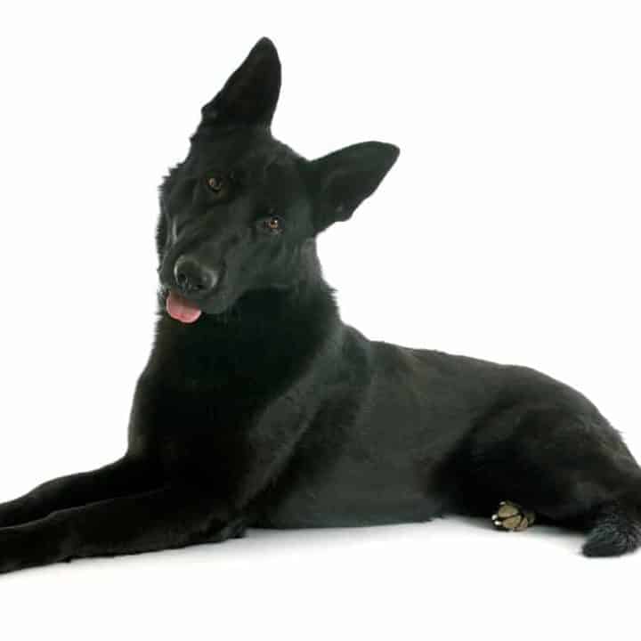 Detail Pictures Of All Black German Shepherds Nomer 37