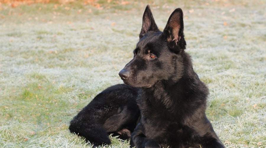 Detail Pictures Of All Black German Shepherds Nomer 41