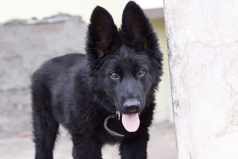 Detail Pictures Of All Black German Shepherds Nomer 43