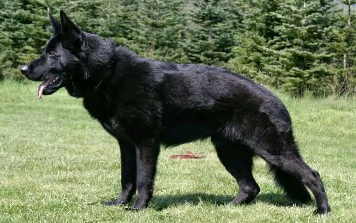 Detail Pictures Of All Black German Shepherds Nomer 46