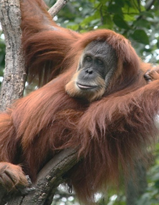 Detail Pictures Of An Orangutan Nomer 16