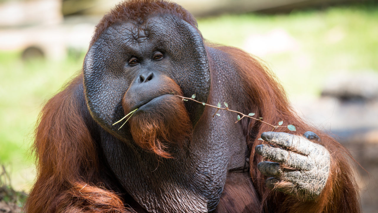 Detail Pictures Of An Orangutan Nomer 17