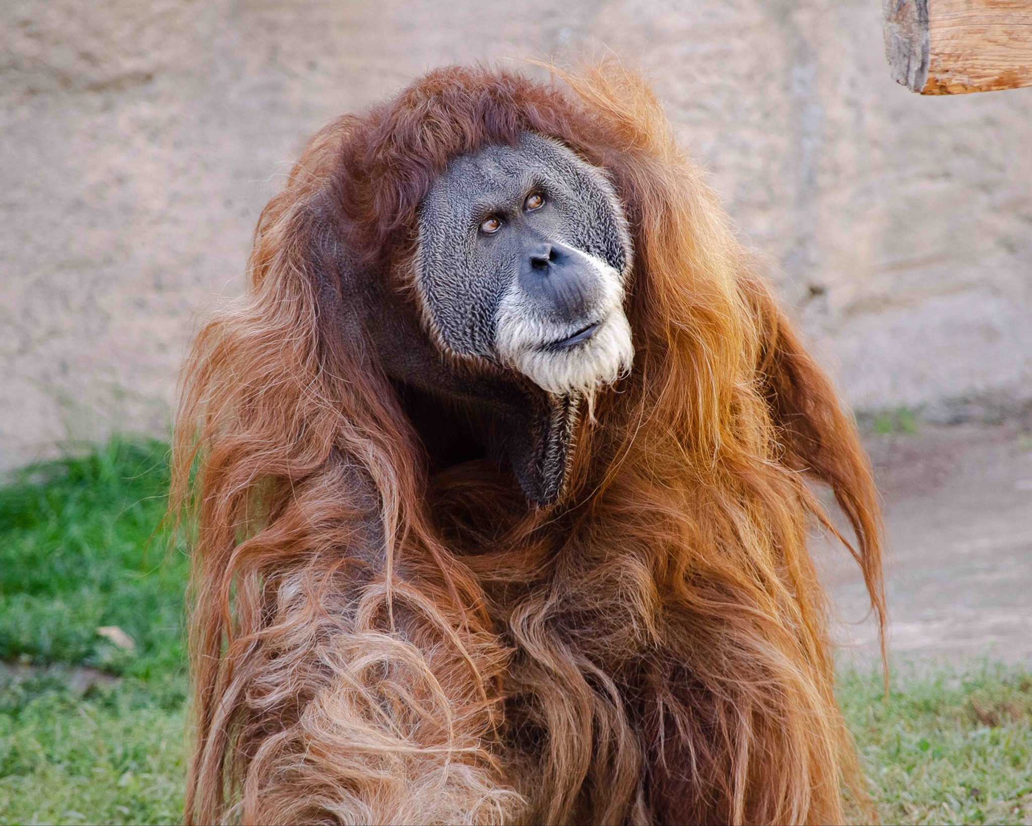 Detail Pictures Of An Orangutan Nomer 36