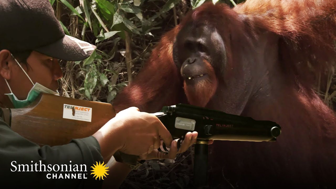Detail Pictures Of An Orangutan Nomer 39