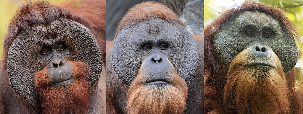 Detail Pictures Of An Orangutan Nomer 44