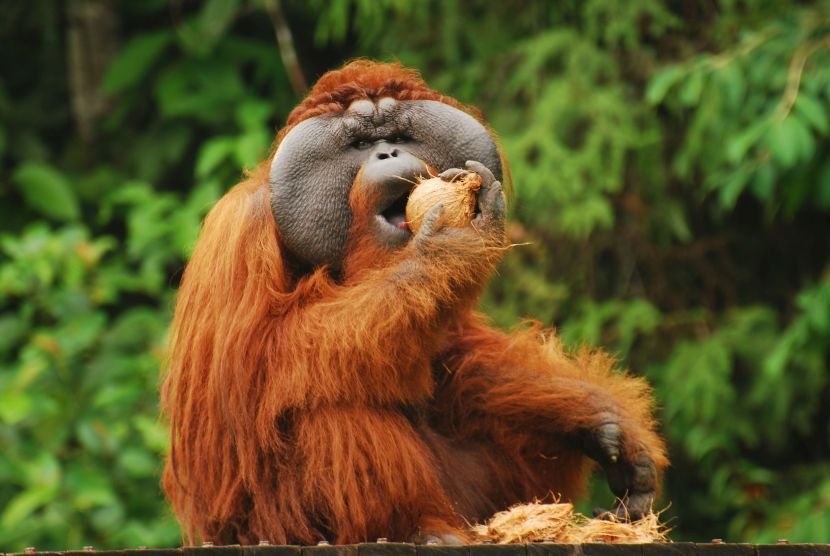 Detail Pictures Of An Orangutan Nomer 52