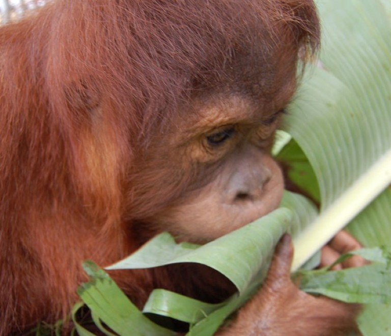 Detail Pictures Of An Orangutan Nomer 55