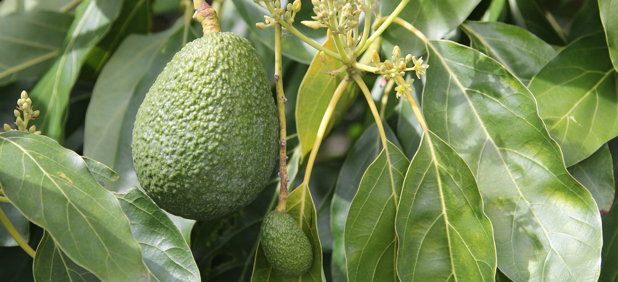 Detail Pictures Of Avocados Nomer 51