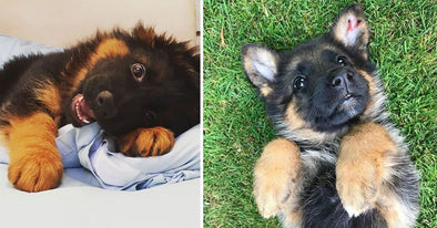 Detail Pictures Of Baby German Shepherds Nomer 14