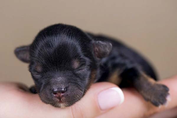 Detail Pictures Of Baby German Shepherds Nomer 39