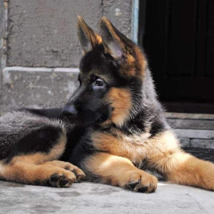 Detail Pictures Of Baby German Shepherds Nomer 43