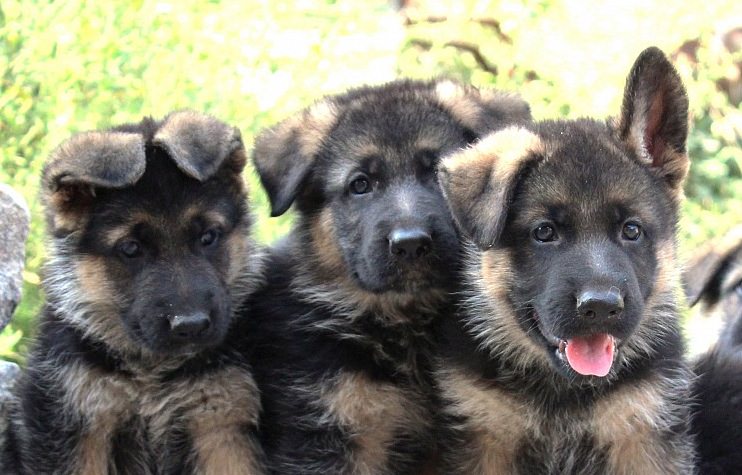 Detail Pictures Of Baby German Shepherds Nomer 9