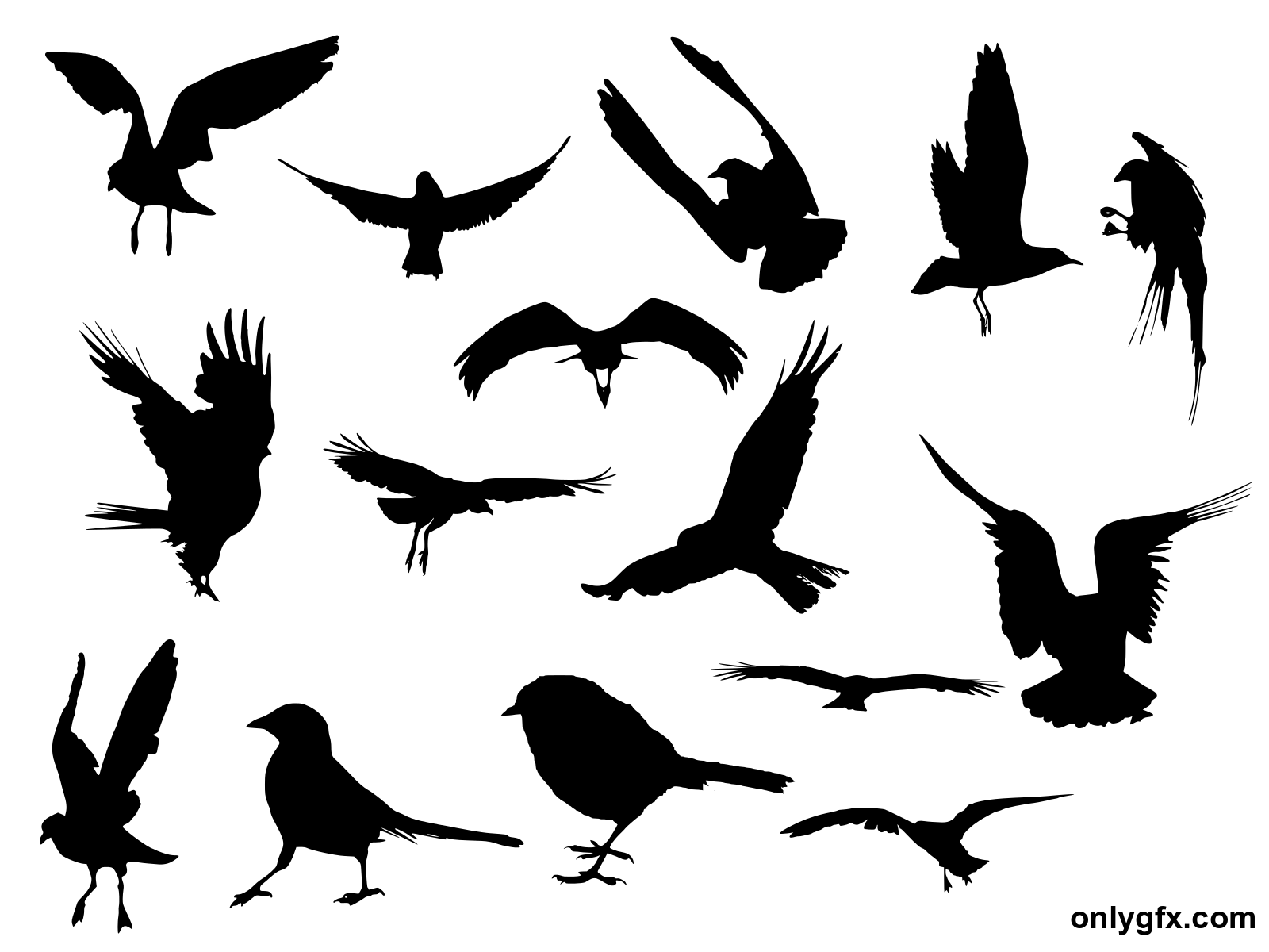 Detail Pictures Of Bird Silhouettes Nomer 25