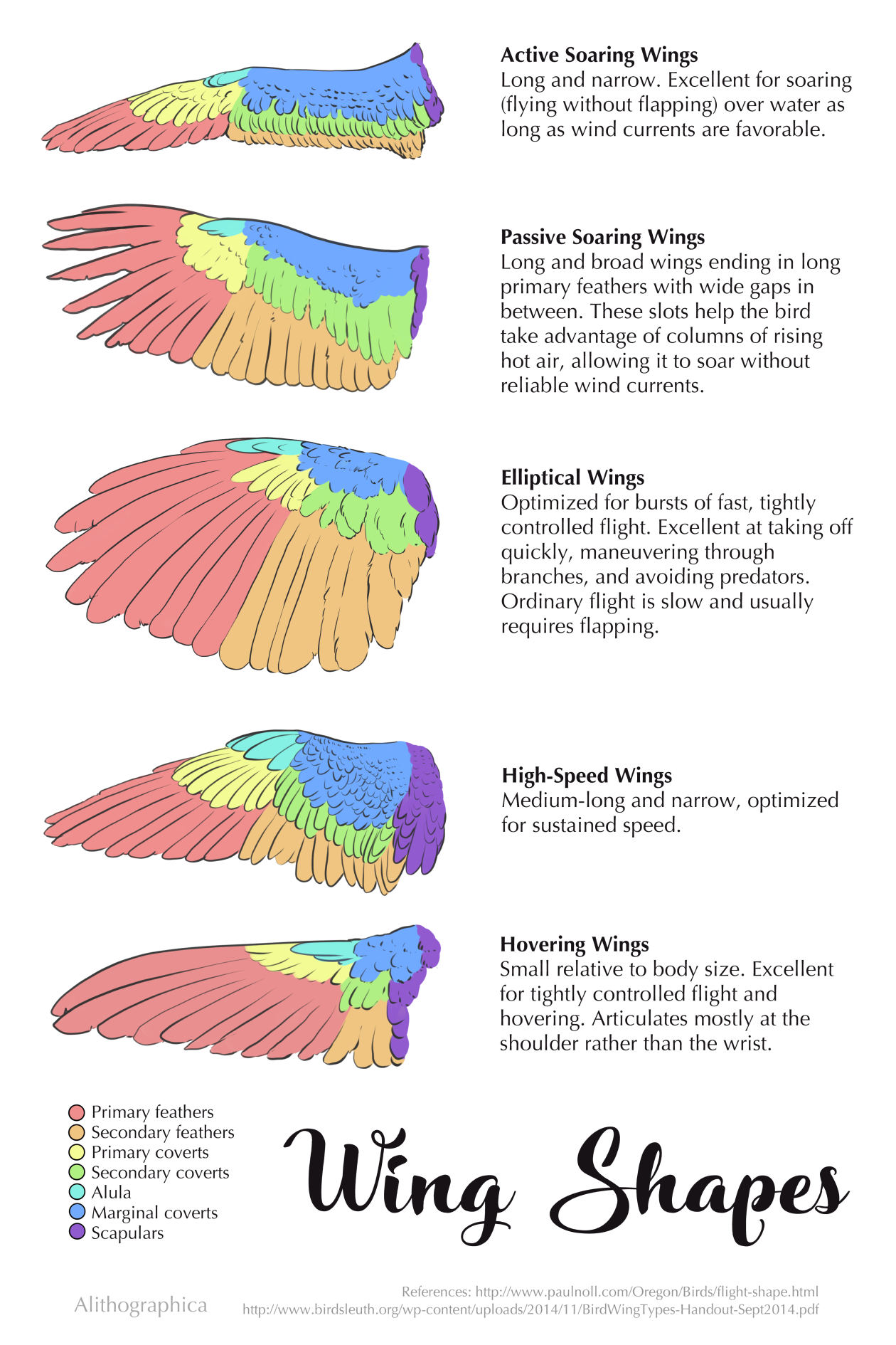 Detail Pictures Of Bird Wings Nomer 24