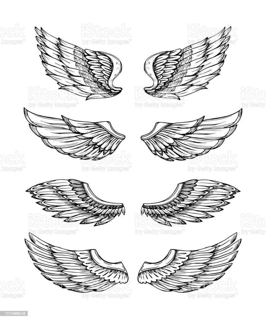 Detail Pictures Of Bird Wings Nomer 39