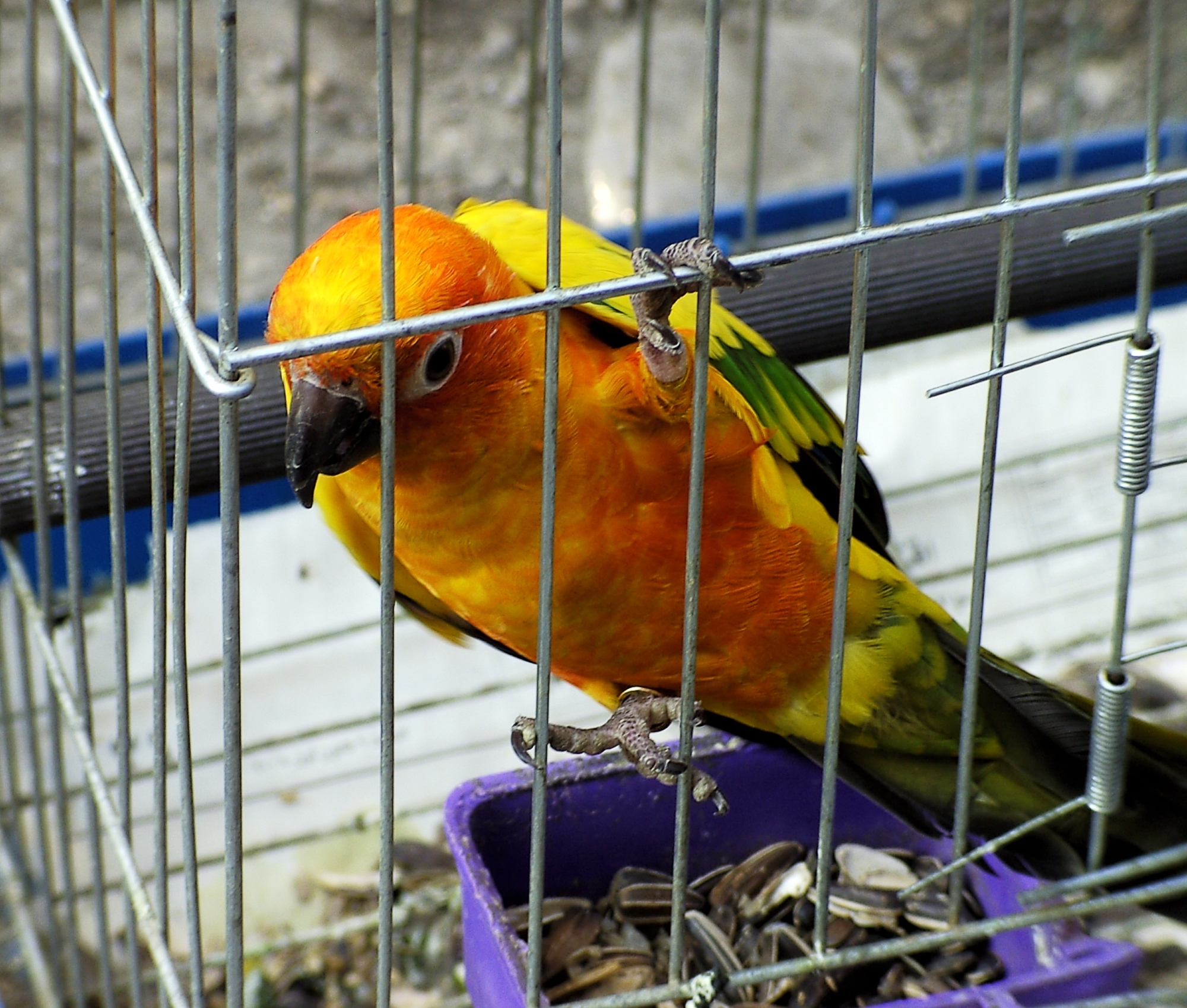Pictures Of Birds In Cages - KibrisPDR