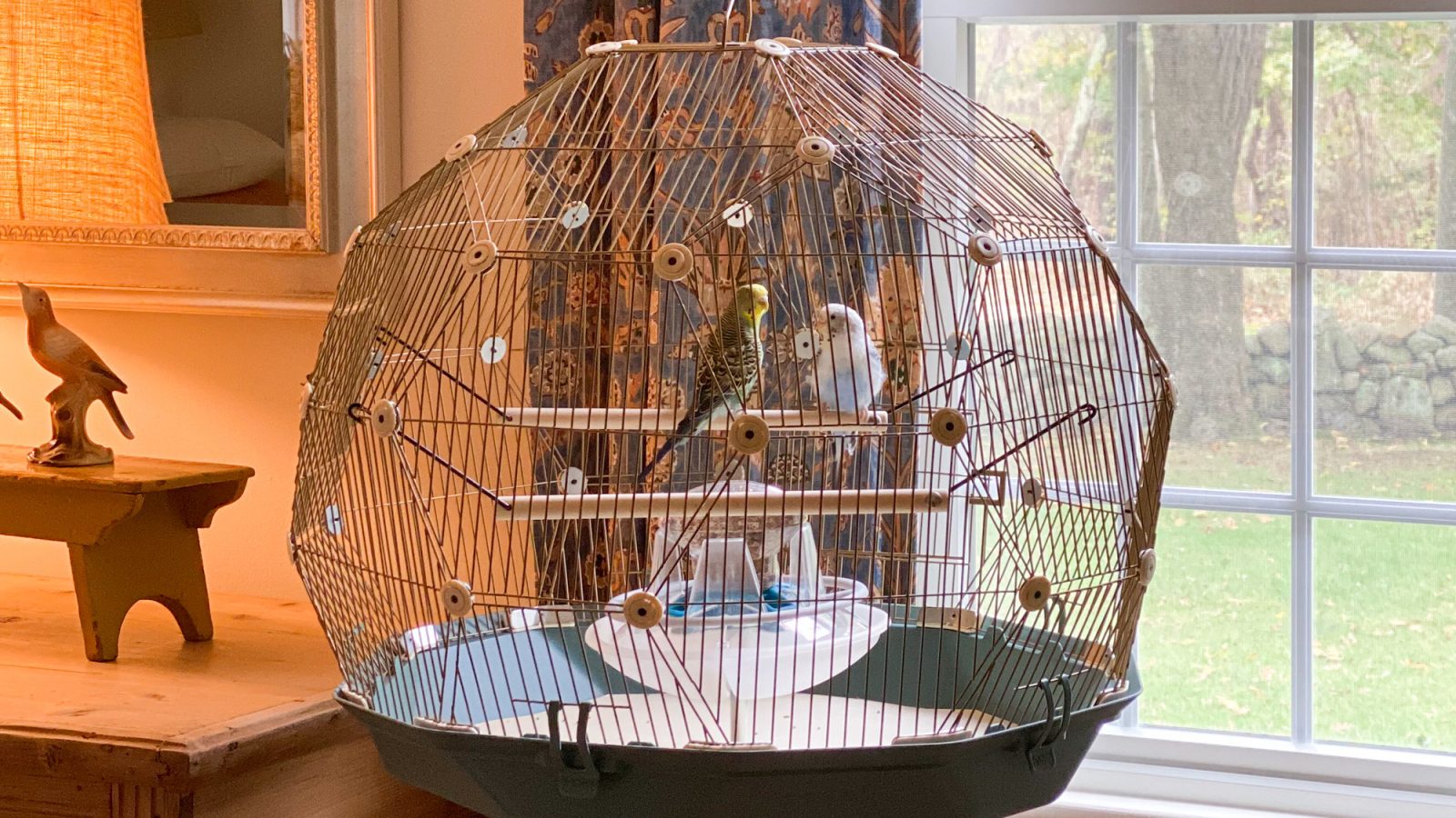 Detail Pictures Of Birds In Cages Nomer 10
