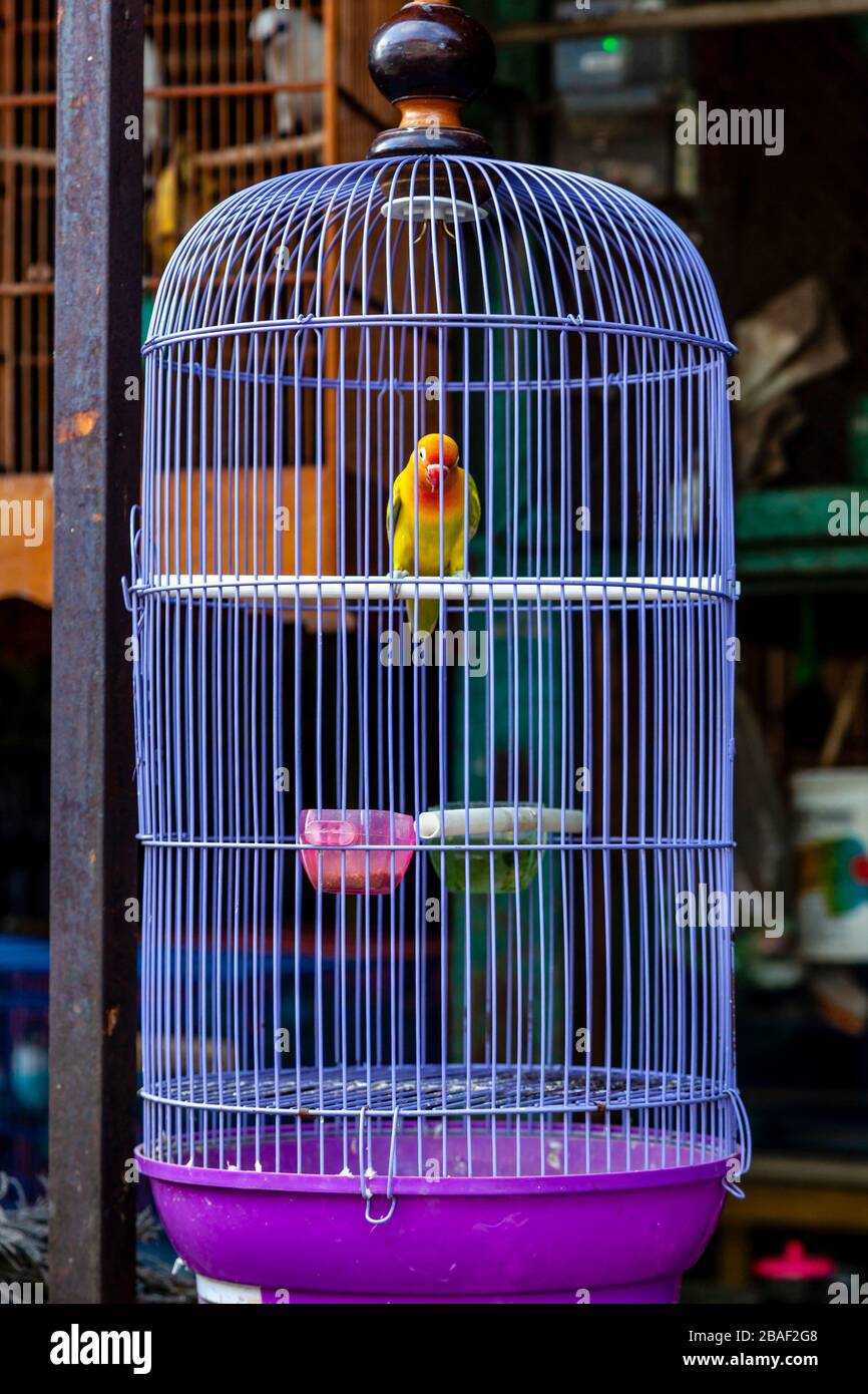Detail Pictures Of Birds In Cages Nomer 12
