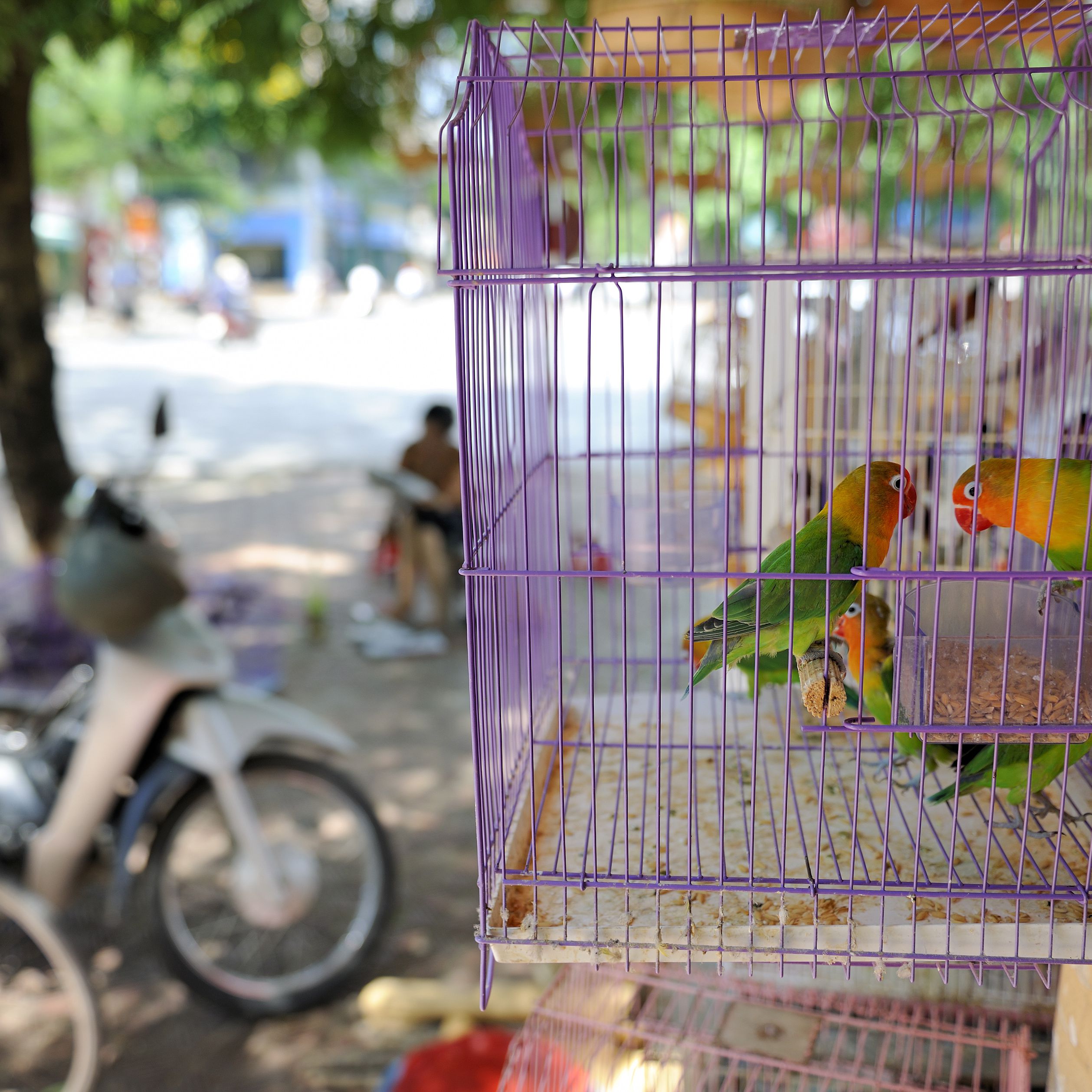 Detail Pictures Of Birds In Cages Nomer 14