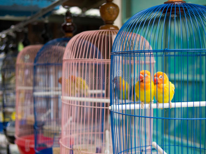 Detail Pictures Of Birds In Cages Nomer 15