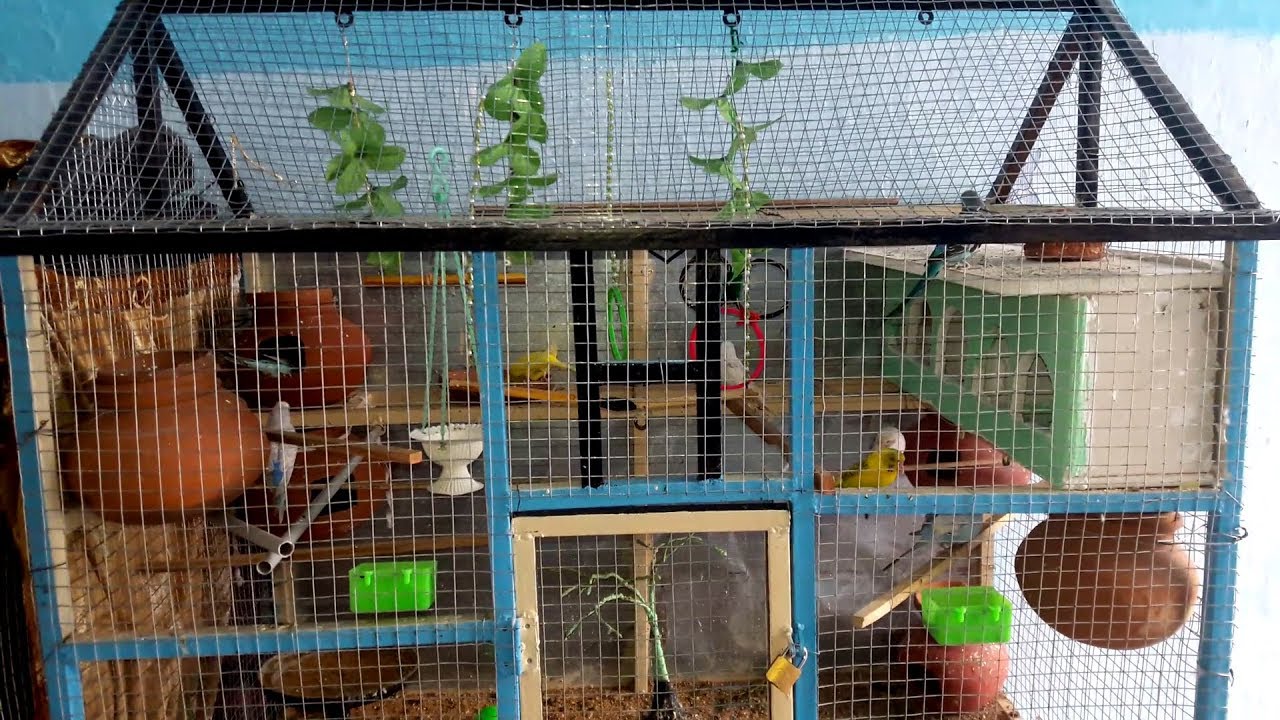 Detail Pictures Of Birds In Cages Nomer 16