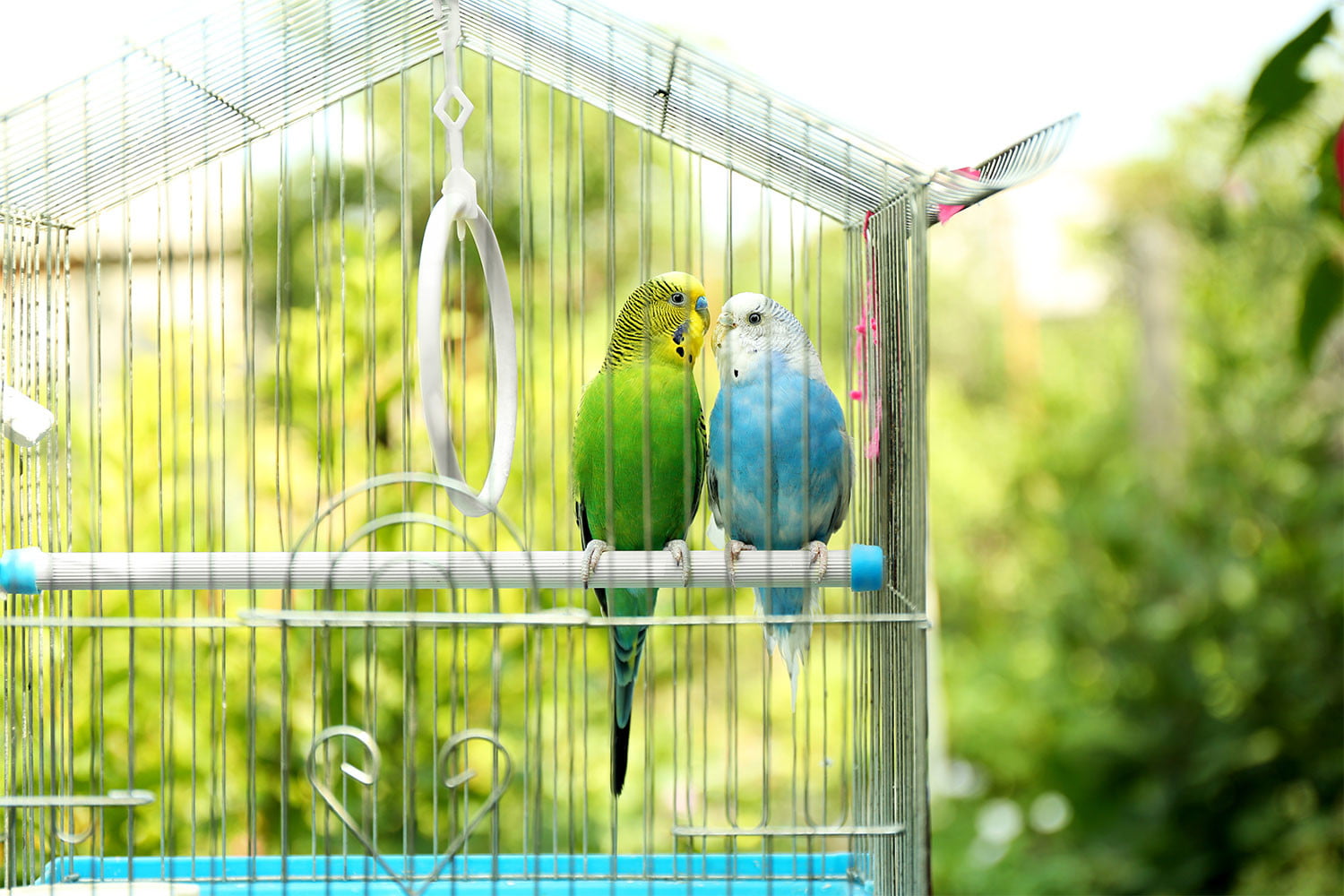 Detail Pictures Of Birds In Cages Nomer 18