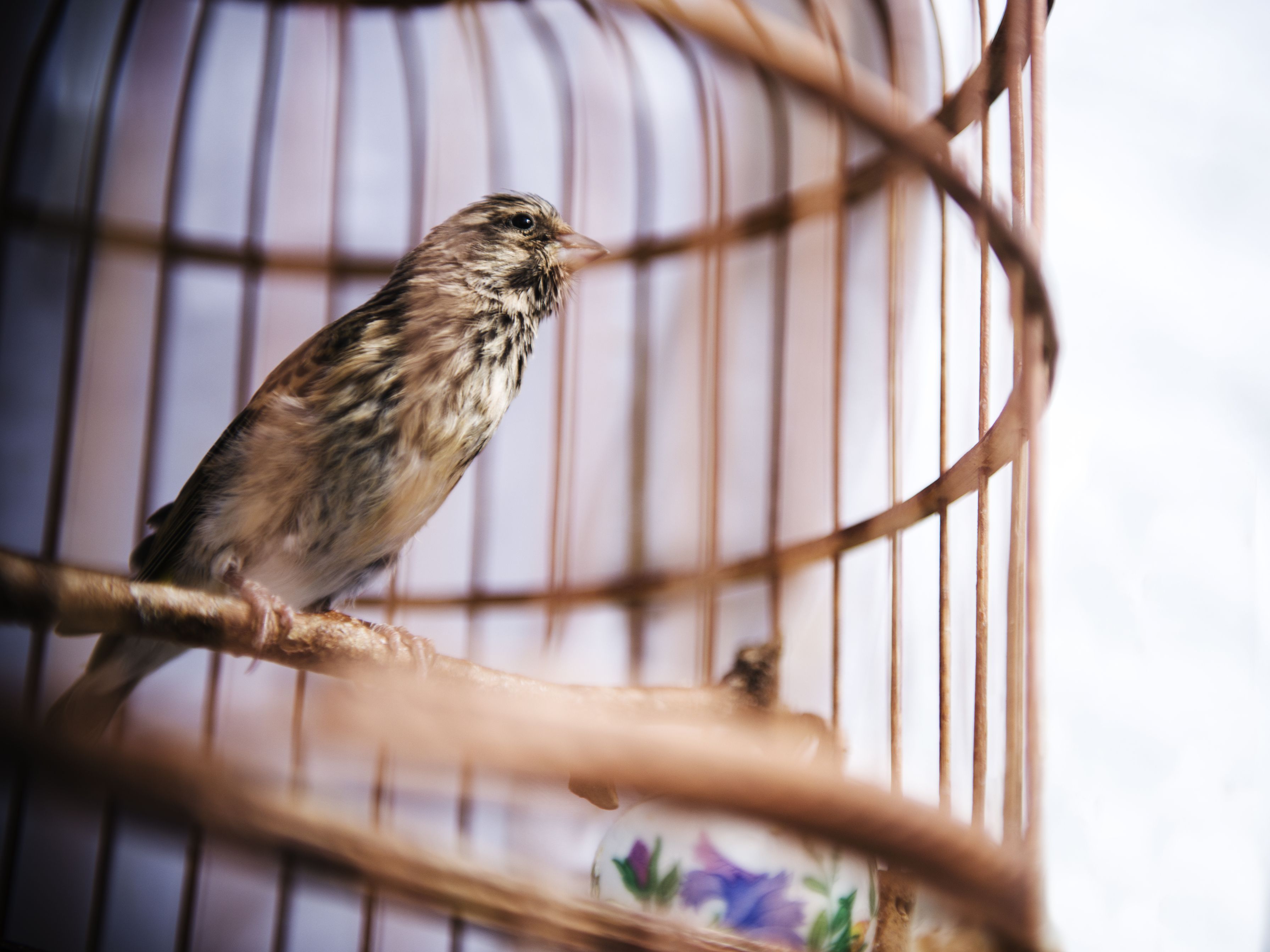 Detail Pictures Of Birds In Cages Nomer 3