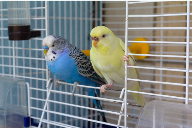 Detail Pictures Of Birds In Cages Nomer 21