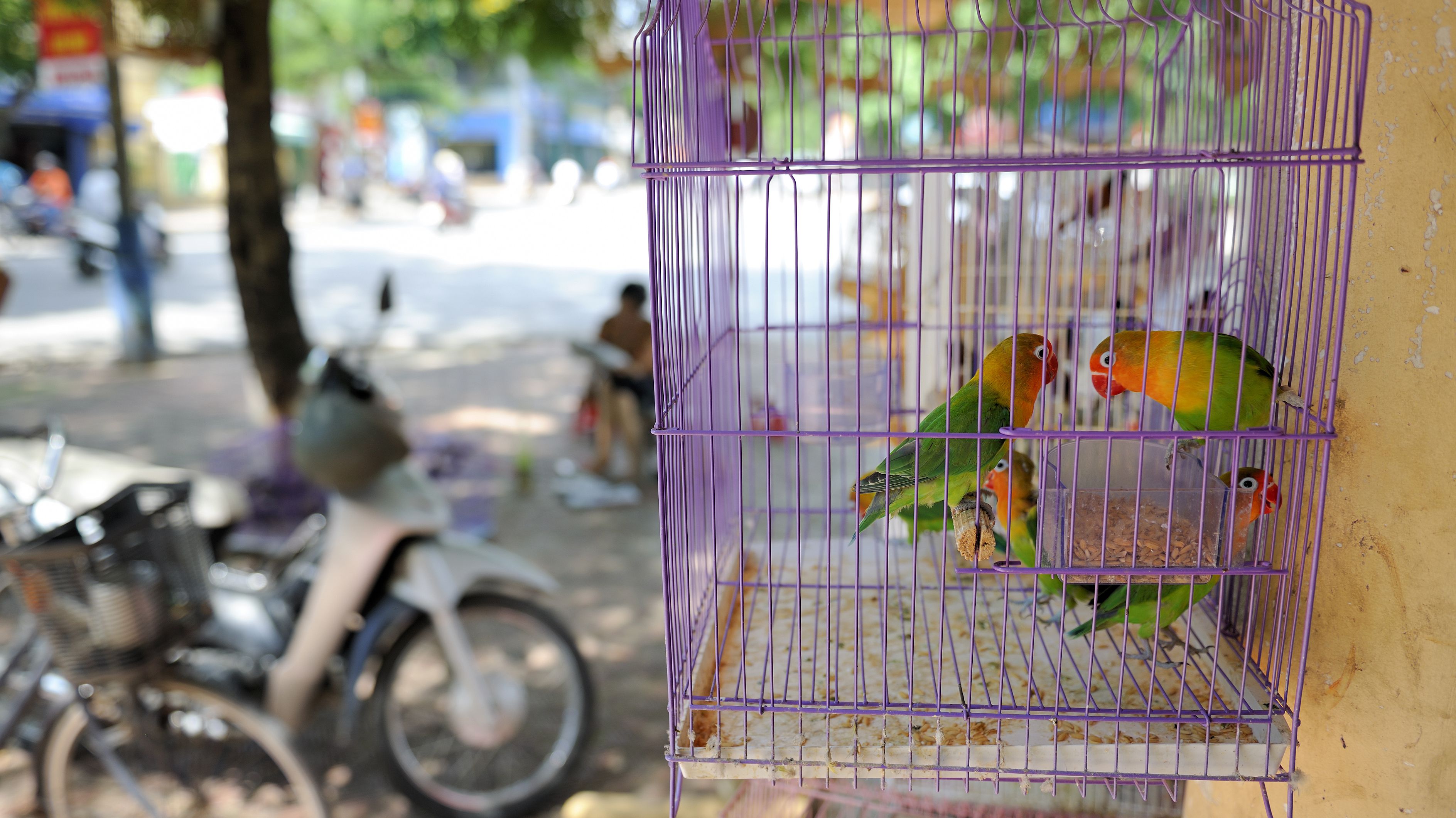 Detail Pictures Of Birds In Cages Nomer 22