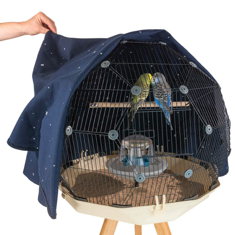 Detail Pictures Of Birds In Cages Nomer 26