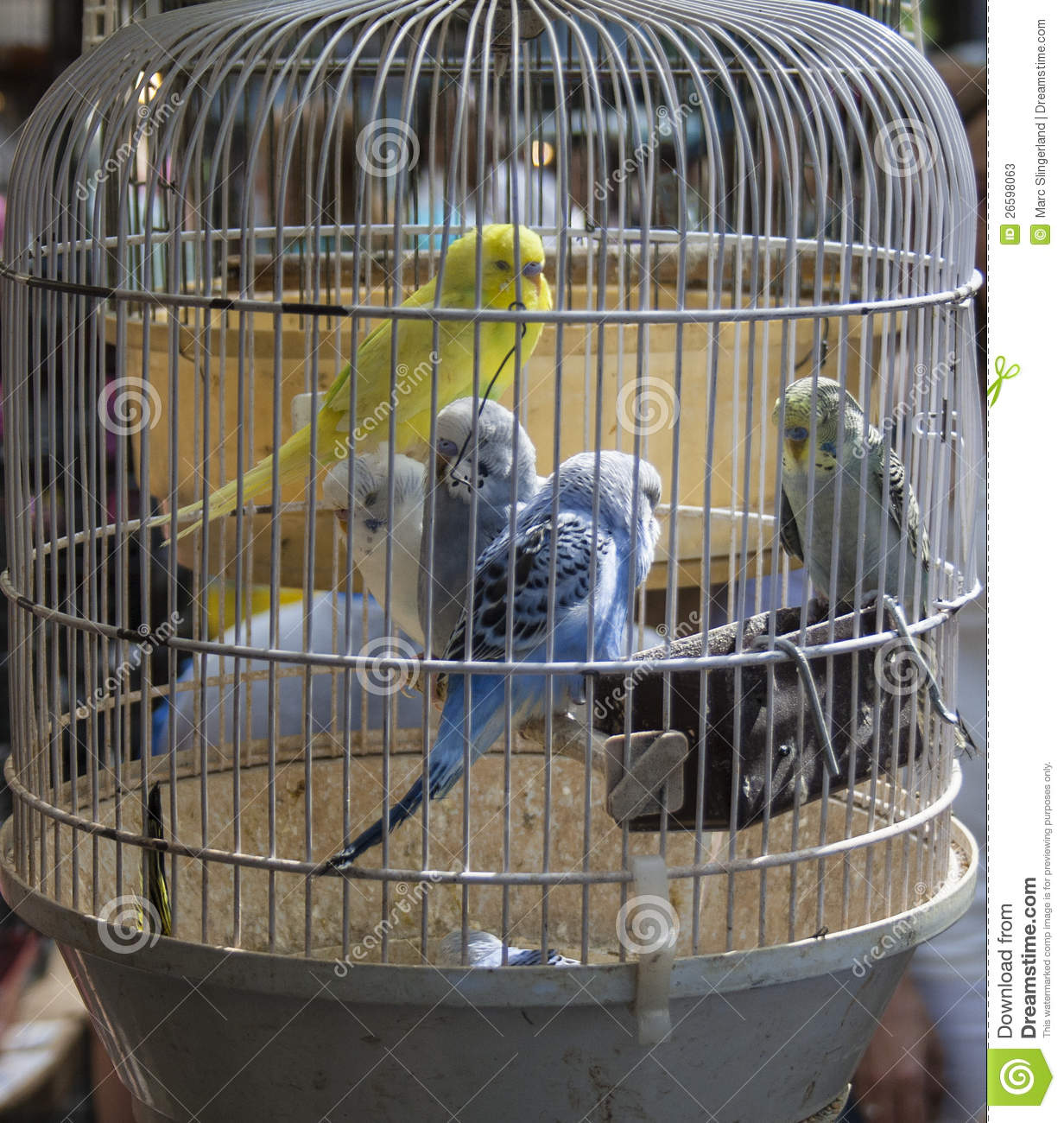 Detail Pictures Of Birds In Cages Nomer 27